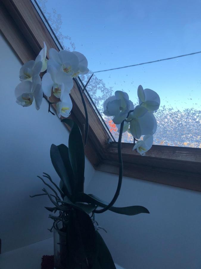Manni Homestay Kuressaare Buitenkant foto