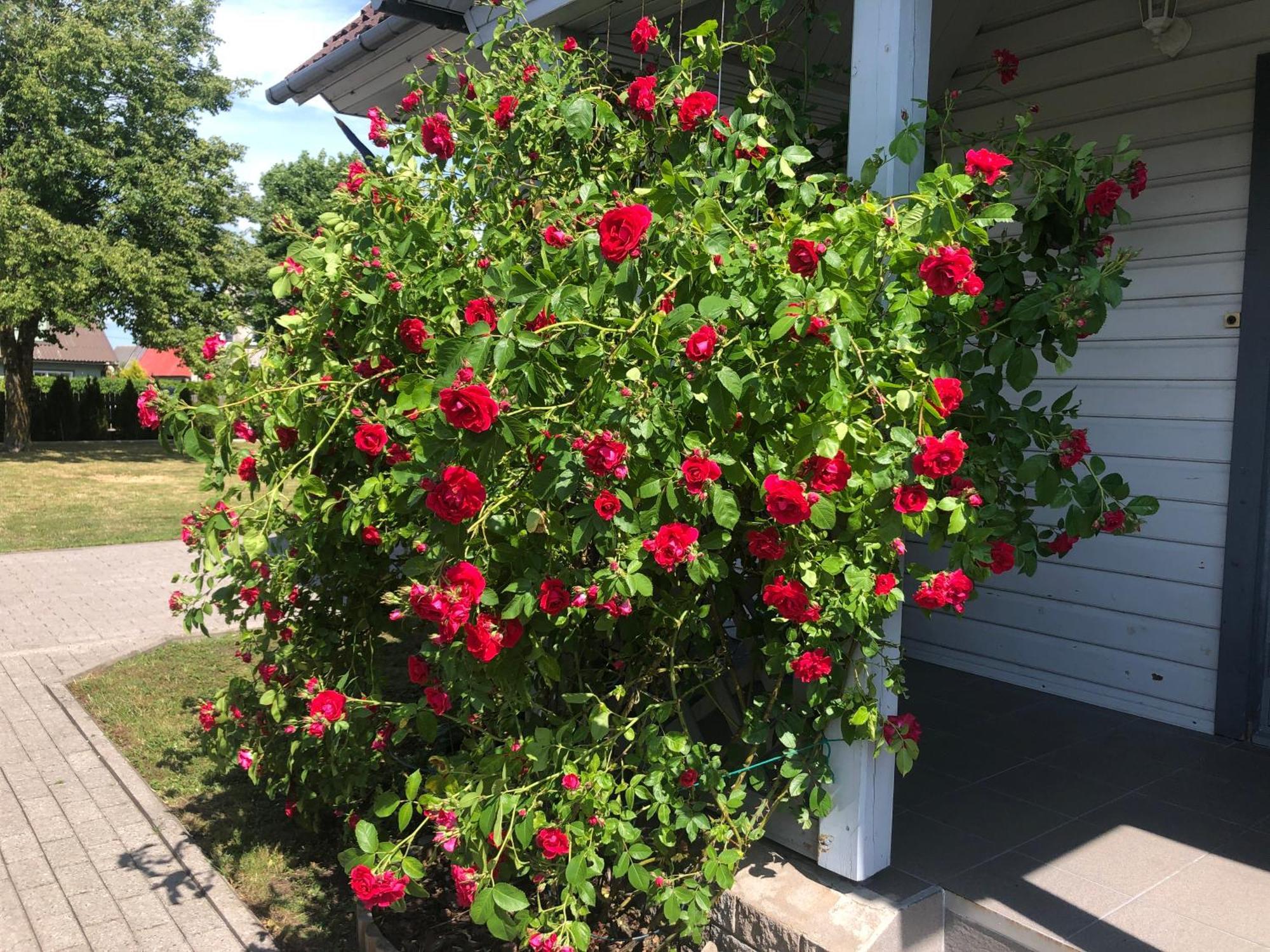 Manni Homestay Kuressaare Buitenkant foto